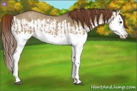Horse Color:Red Dun Splash and Red Dun Splash