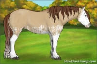 Horse Color:Red Dun Splash  and Red Dun Splash 