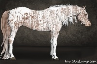 Horse Color:Chestnut Tobiano Appaloosa and Chestnut Tobiano Appaloosa