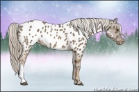Horse Color:Chocolate Palomino Near Leopard 