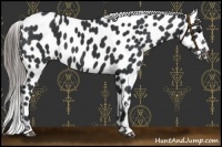Horse Color:Black Near Leopard 