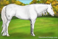 Horse Color:Amber Champagne Appaloosa  and Silver Amber Champagne Appaloosa 