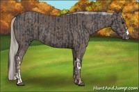 Horse Color:Black  and Silver Black 