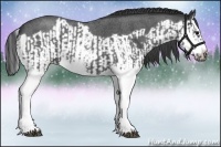 Horse Color:Blue Roan Splash  and Blue Roan Splash Frame 