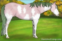 Horse Color:Watercolor Amber Champagne Dun Splash 