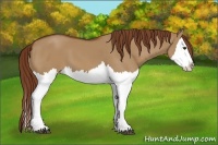 Horse Color:Red Dun Splash and Red Dun Splash