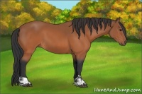 Horse Color:Bay  and Bay 