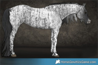 Horse Color:Blue Roan and Blue Roan Tobiano