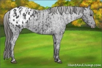 Horse Color:Black Appaloosa  and Blue Roan Appaloosa 
