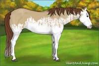 Horse Color:Red Dun Splash  and Red Dun Splash 