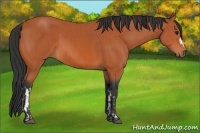Horse Color:Bay and Bay