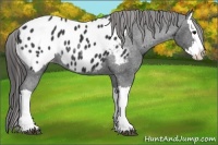 Horse Color:Black Splash Appaloosa