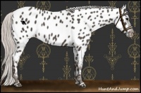 Horse Color:Silver Black Near Leopard Rabicano 