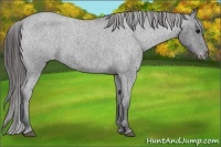 Horse Color:Blue Roan Appaloosa 