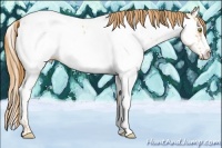 Horse Color:Gold Champagne Appaloosa and Gold Champagne Splash Appaloosa