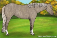 Horse Color:Silver Grullo  and Silver Grullo 