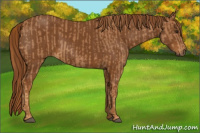 Horse Color:Chestnut and Gray Chestnut
