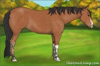 Horse Color:Bay  and Bay 