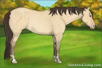 Horse Color:Amber Champagne Dun  and Amber Champagne Dun Rabicano 