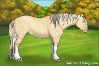 Horse Color:Amber Champagne Dun and Silver Amber Champagne Dun