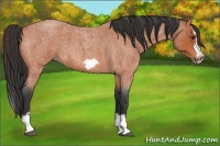 Horse Color:Bay Roan Splash Frame 