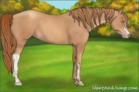 Horse Color:Gold Champagne  and Gold Champagne 