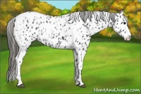 Horse Color:Black Splash Near Leopard and Black Splash Tobiano Near Leopard