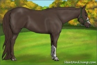 Horse Color:Liver Chestnut  and Liver Chestnut 