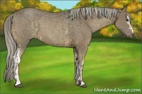 Horse Color:Liver Chestnut Sabino and White Spotted Chocolate Palomino
