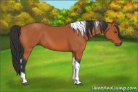 Horse Color:Bay Tobiano 