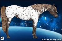 Horse Color:Liver Chestnut Appaloosa 