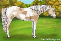 Horse Color:Silver Bay Dun Sabino Tobiano Frame Rabicano and Silver Bay Dun Sabino Tobiano Frame Rabicano