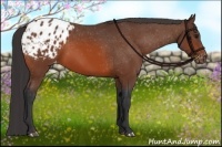 Horse Color:Bay Appaloosa