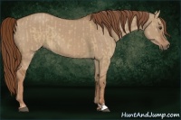 Horse Color:Red Dun and Red Dun