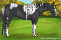 Horse Color:Black Tobiano Rabicano and Black Splash Tobiano Rabicano