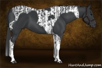 Horse Color:Black Tobiano  and Black Tobiano 