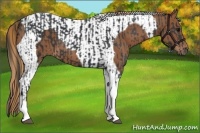 Horse Color:Black Tobiano and Chestnut Tobiano