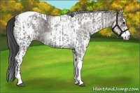 Horse Color:Grullo Roan Tobiano  and White Spotted Grullo Tobiano 