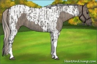 Horse Color:Grullo Roan Tobiano  and Silver Grullo Roan Tobiano 