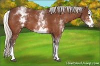Horse Color:White Spotted Silver Bay Splash