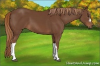 Horse Color:Chestnut  and Chestnut 