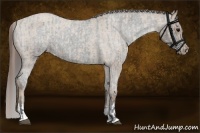 Horse Color:Blue Roan Appaloosa  and Classic Champagne Roan Appaloosa 