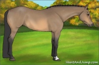 Horse Color:Buckskin Roan 