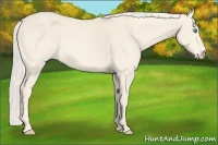 Horse Color:Cremello 
