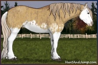 Horse Color:Red Dun Splash  and Red Dun Splash 