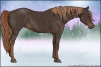 Horse Color:Liver Chestnut 