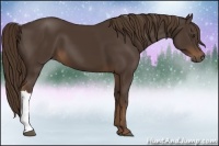 Horse Color:Liver Chestnut 
