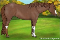 Horse Color:Red Roan  and Red Roan 