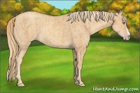 Horse Color:Gold Champagne Rabicano  and Gold Champagne Splash Rabicano 