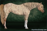 Horse Color:Red Roan  and Red Dun Roan 